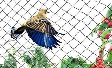 Anti Bird Safety Nets