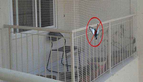 Pigeon safety nets in Toli chowki 
