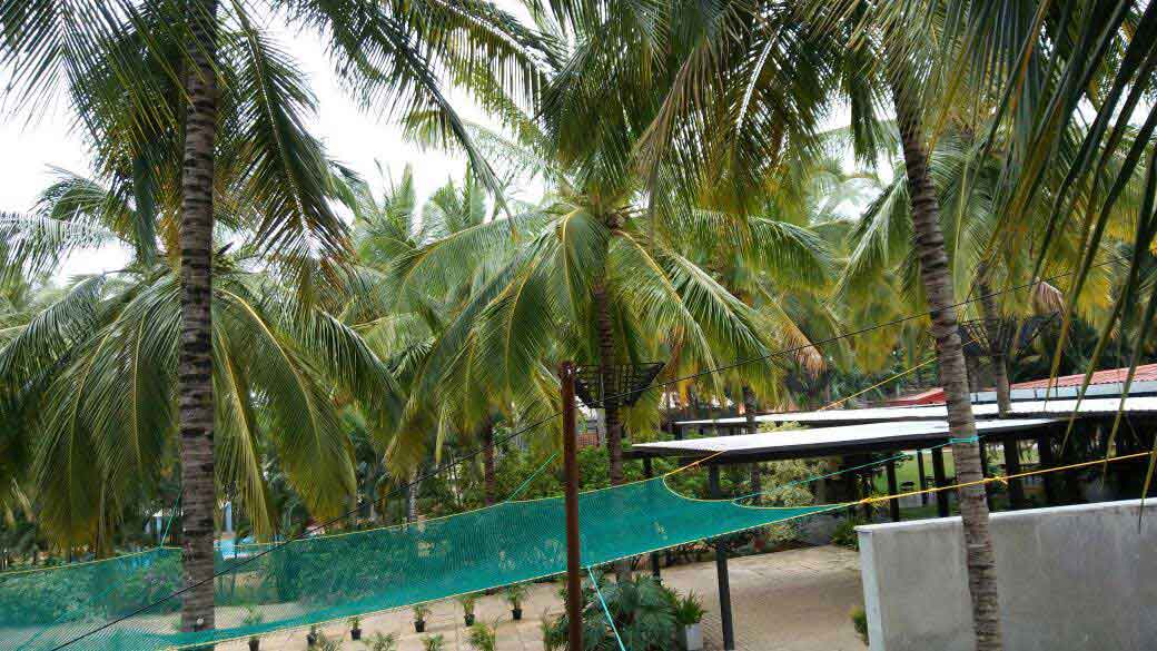 Coconut Tree Net in Hyderabad 
