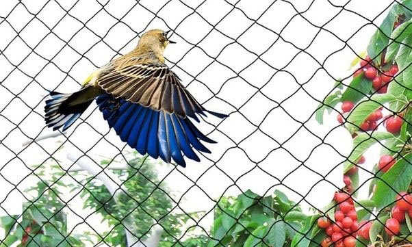Anti Bird Nets fitted by Kalyan Enterprises in Narsingi