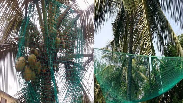 Coconut Tree Net in Hyderabad 
